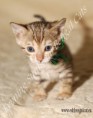 /album/litter-a-studio-photos-at-4-weeks-old/amazon-www-esbbengalcat-6-jpg1/